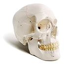 Myaskro® - Extremely Detailed And Premium Skull Model , Landmarks Are Numbered By Hand For Extreme Precision , All Details Are Highlighted (fissures, processes, sutures , foramen and other details) For Easy Identification With A Study Manual , Perfect For Medical Students And Professionals