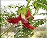 Our Seeds Agathi Keerai Red Flower/Hummingbird Tree Seeds (Sesbania Grandiflora) (Pack Of 25+ Seeds) - Ourseeds