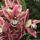 Cymbidium bonsai orchid cymbidium plant of bonsai bonsai of flower natural growth of do it yourself plants for the garden 100 pc/bag 4: only seeds not a live plants