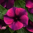Outsidepride 50 Seeds Annual Vinca Periwinkle Black Cherry Ground Cover & Flower Seed for Planting