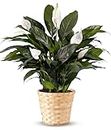 From You Flowers - Serene Peace Plant for Birthday, Anniversary, Get Well, Congratulations, Thank You