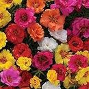 Moss Rose Double Flower Seeds, Portulaca Grandiflora, Beautiful Flowers for Home Garden Seeds ing Seeds, Pack of 3.50 Seeds by Heavy Torch: Only seeds