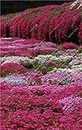 100 Pcs/bag Creeping Thyme Seeds or Rare Color Rock Cress Seeds - Perennial Ground Cover Flower,Natural Growth for Home Garden 2