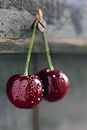 Cherry fruit seeds | organic fruit seeds | Maroon sweet cherry seed For Your Garden and home planting Pack of 5 seeds