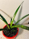 Sansevieria - Robust Snake Plant, Live Air-Purifying Indoor Plant