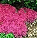 1000pcs/bag Creeping Thyme red joss Seeds Perennial Ground Cover for Home Garden