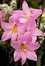 Rain Lily Imported Variety Hybrid Flower Bulbs (Pack of 1) Grow Fresh Flowering Bulbs in Your Home Gardening| Multicolor By Flora Seeds