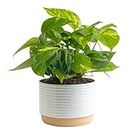 Costa Farms Golden Pothos Live Plant, Easy Care Indoor House Plant in Modern Decor Planter Pot, Potting Soil, Natural Air Purifier Houseplant, Housewarming Gift, Home Decor, Room Decor, 10-Inches Tall