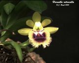 Haraella retrocalla Orchid Species fragrant ( Gastrochilus odorata) BS