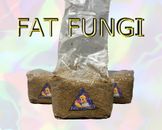 PF Tek Bag Easy Mushroom Grow Kit - Fruit in Bag! - Just Add Spores! Like Magic