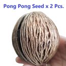 Pong Pong Seed Pot Decorate Home Thai Natural Plant Cerbera Odollam Garden x 2