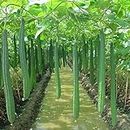 100Pcs DIY Luffa Seeds Garden Kit | Non GMO Easy Seedsing Indoor Outdoor Vegetable Seeds for Home Seed 1size: Seeds