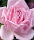 Ma Cherie Roses, La France Pink Rose Bush, Rose Bushes Ready to Plant, 2 Quart Pot, Live Plants Outdoor, Plant Gifts, Roses, Perennial Plants, Outdoor Plants Live (Light Pink - La France)