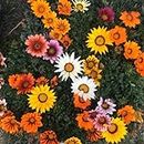 Gazania Star Light Dwarf Mix | NON GMO Open Pollinated Seeds | Pack of 50+