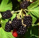 British Columbia Wild Blackberry Plant -30 Seeds- Blackberries Thorny Perennial