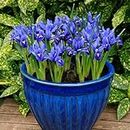 Flora Seeds Imported Iris Flowering Bulbs | Winter Flower Bulbs for Gradning (Pack of 1) | Fresh Flower Bulbs for Terrace & Kitchen