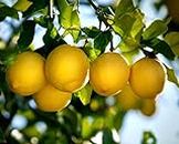 The Gifti Gandharaj Lemon Live Plant [Also Called the Kaffir Lime, Makrut or Mauritius Papeda] for Home Garden