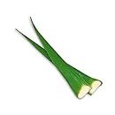 Benessence - Foglia di Aloe Vera (Barbadensis) - Pianta italiana Biologica - 1 kg