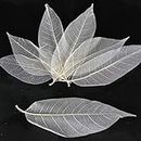 STARWAVE 100Pcs Natural Magnolia Skeleton Leaf Dried Leaves Samples for Card Scrapbook Embossing DIY Crafts Natural Leaves