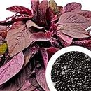 GROW DELIGHT Amaranthus Red (Lal saag) 950 + Vegetable Seeds for Home Garden, Organic & Hybrid, Perfect for Home Gardening, Planting For Pots and Patio