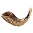 shofars for sale Chophar en corne de bélier 35,6 à 38,1 cm.