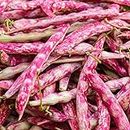 Oakwood Farms beans vegetable seeds | vegetable Seeds | faded red beans Seed For Farming your Home & Garden planting Pack of 40 to 50 seeds