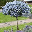 California Lilac - Ceanothus Flower Seeds, Approx. 90-50 grams Tall Home Garden Seeds ing by Heavy Torch, 1 Seeds: Only seeds