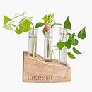 Lazy Gardener Test Tube Planter with Wooden Holder, Table Top Mango Wood Planter for Living Room, Office & Home Decor (Set of 1)