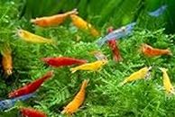 Las Vegas Exotic Fish™ 20 Mixed Color Neocaridina Shrimp Live Freshwater Shrimp Aquarium Inverts (Free FedEx 2 Day air)