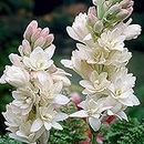 Kraft Seeds Rajnigandha Double Flowering Bulbs (White, 7 Bulbs) | Fragrant Flowers Bulbs Seeds for Pots | Flower Plants Bulbs for Indoor Home Decor | Night Bloom Flowering Bulbs for Home Garden
