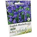 Bluebell - Hyacinthoides Non-scripta - Native English Seeds.- 200 Bluebell Seeds