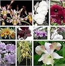 Babylon Blooms 10 ORCHIDS LIVE PLANTS with 10 Orchid Pots and Flower Bulbs (Multicolour)