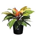 Nature's Way Farms Philodendron Prince of Orange Live Plant (18-24 in. Tall) in Grower Pot