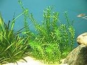 Hydrilla (Waterthymes) Aquarium Plant 10 Stem (AQA-PLT-HYDRI-Pot)