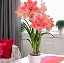 Amaryllis Lily Double Light Red Fragrant Summer Flowering Bulbs, Imported Variety Pack of 4 Flower Bulbs, Grow Beautiful Flowers in Your Home & Garden, FLORA SEEDS