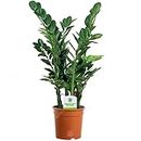 Zamioculca Zamiifolia - 1 Plant - House/Office Live Indoor Pot Plant Tree in 13cm Pot