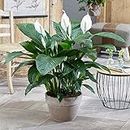 Spathiphyllum 'Peace Lily' House Plant - Live Indoor House Potted Tree in 9cm