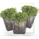 Window Garden Indoor Broccoli Microgreens Seed Starter Vegan Growing Kit | 4.16 H x 8 W x 4.16 D in | Wayfair B07RSZVQQL