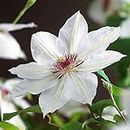 Clematis Hybrid - Clematis Hybrida Flower Seeds, 10 Seeds Home Garden Seeds ing by Heavy Torch, Miss Bateman: Only Seeds