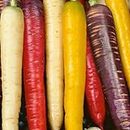 Rainbow Carrot Seeds – 250 Seeds – Rainbow, Red Samurai, Purple Haze - Indoor & Outdoor Planting in Pots or Allotment or Garden – Packed in The UK by Meldon Seeds