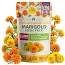 HOME GROWN Crackerjack Marigold Seeds | 2.05oz / 15,000 Flower Seeds Planting Outdoor | Large Bulk Pack | Non-GMO, High Germination, USA Sourced Wildflower Seeds | Companion Planting