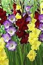 Radha Krishna Agriculture Imported Variety Gladiolus, Sword Lilly Flower bulbs Hybrid mix color For Home Gardening pack of 15 flower bulbs