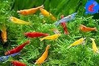 Shrimp Up Aquatics™ 20+ Mixed Color Neocaridina Shrimp Live Freshwater Shrimp Aquarium Inverts Live Arrival Gaurantee!
