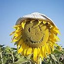 Sunny Smile Sunflower Flower Seeds 15+ Helianthus Annuus Seeds Non-GMO Bulk for Home Garden Outdoor Yard Farm Planting