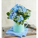 Hydrangea In Pitcher, Family Item Plants Blooming Plants, Flowers by Harry & David