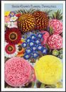 Modern Postcard: FLORAL NOVELTIES - Page from Vintage Seed Catalogue.Opie ROVIC7