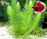 Hornwort - Young, Healthy, Super Easy Live Aquarium Plant, 1 Bundle 5-6 in. Great for Betta, Guppy, Cherry Shrimp, Barbs, Platys etc etc! Produced by Aquatic Discounts. B U Y 2 GE T1 Deal!
