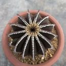 Hermoso cactus de 4 cm plantas vivas Uebelmannia pectinifera raro suculento