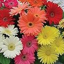 PLANTOGALLERY Gardening Gerbera Flower Mix Colours F1 Hybrid Seeds (PL-SEEDS-348)