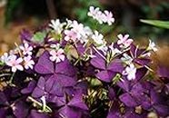 Oxalis Triangularis Bulbs,10 Pack Robust Purple Shamrocks Bulbs,Lucky Lovely Flowers for Perennial Planting Home Garden,Blooms Nearly Year Round